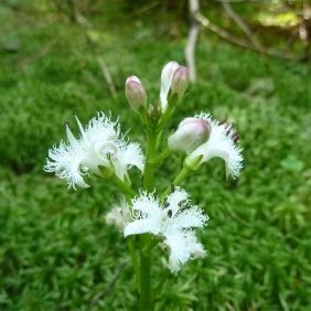 Fieberklee - Foto: Hans Auer