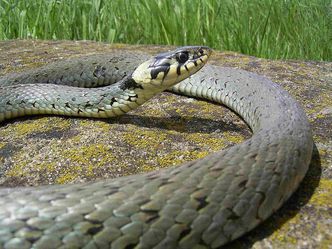 Natrix natrix-- A. Zahn