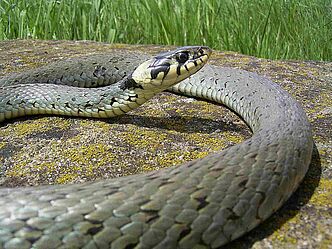 Natrix natrix-- A. Zahn