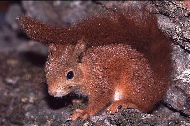 Eichhörnchen - Foto: Dr. Andreas Zahn