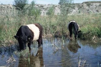 Rinder-im-Wasser-BN-Kiesgrube