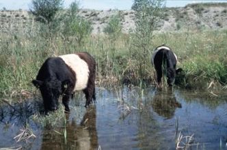 Rinder-im-Wasser-BN-Kiesgrube