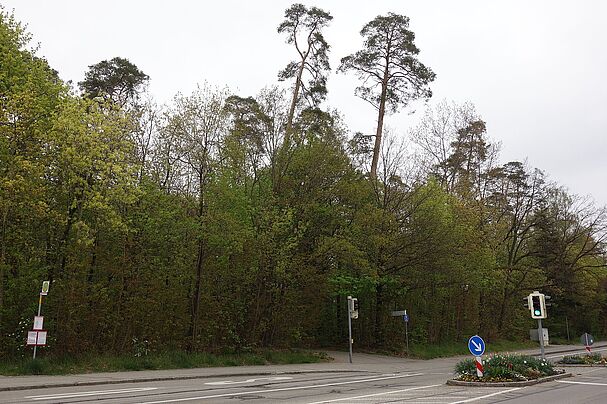 Waldstück an der Adlergebirgsstraße