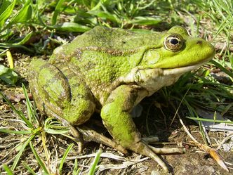 Seefrosch- A.Zahn
