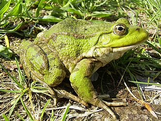 Seefrosch- A.Zahn