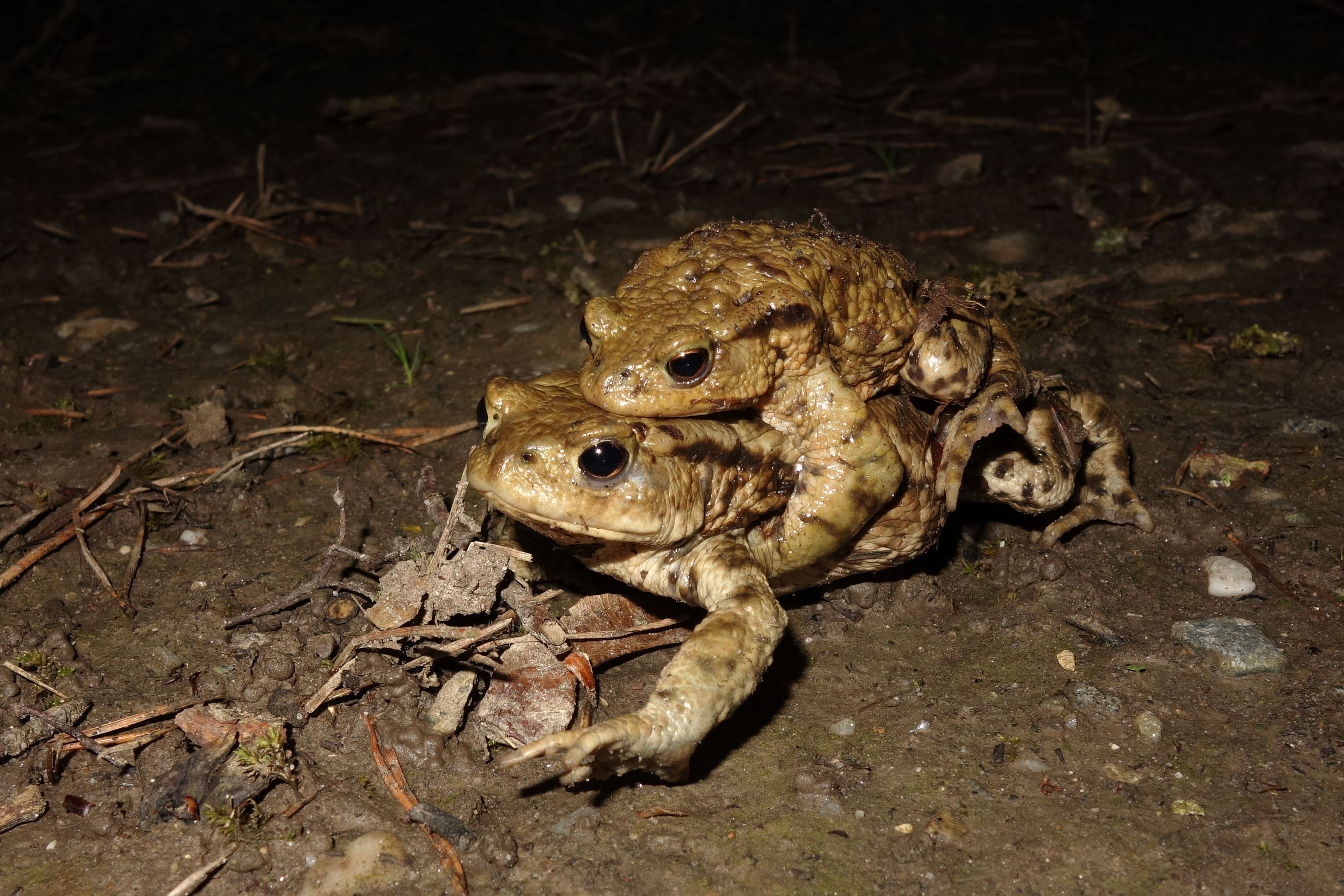 Foto: Dr. Andreas Zahn Foto: Dr. Andreas Zahn