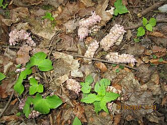 Schuppenwurz und Leberblümchen