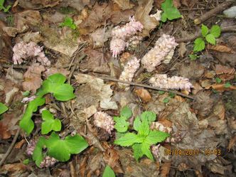 Schuppenwurz und Leberblümchen