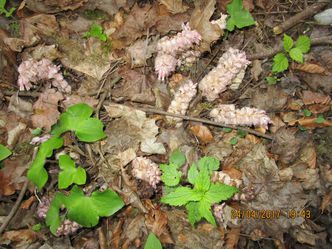 Schuppenwurz und Leberblümchen