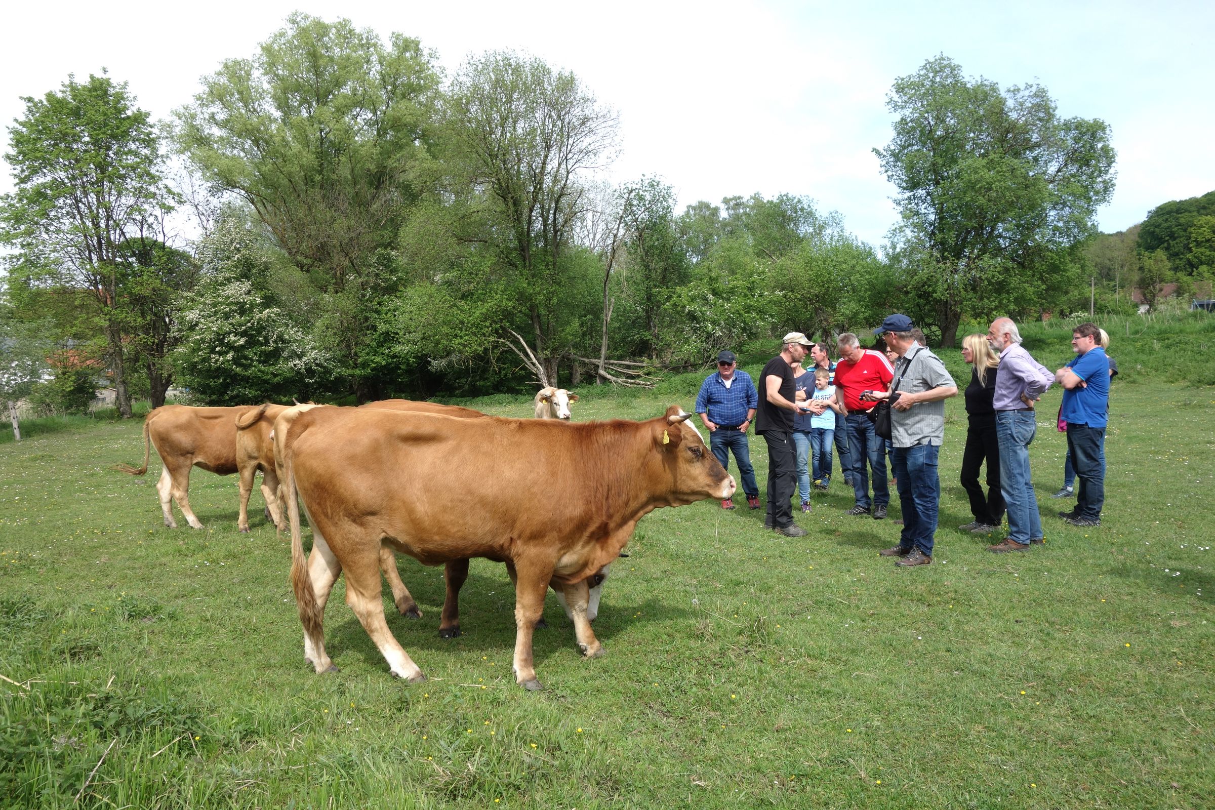 Führung beim Büffelfest – auch die Rinder wollen beachtet werden.