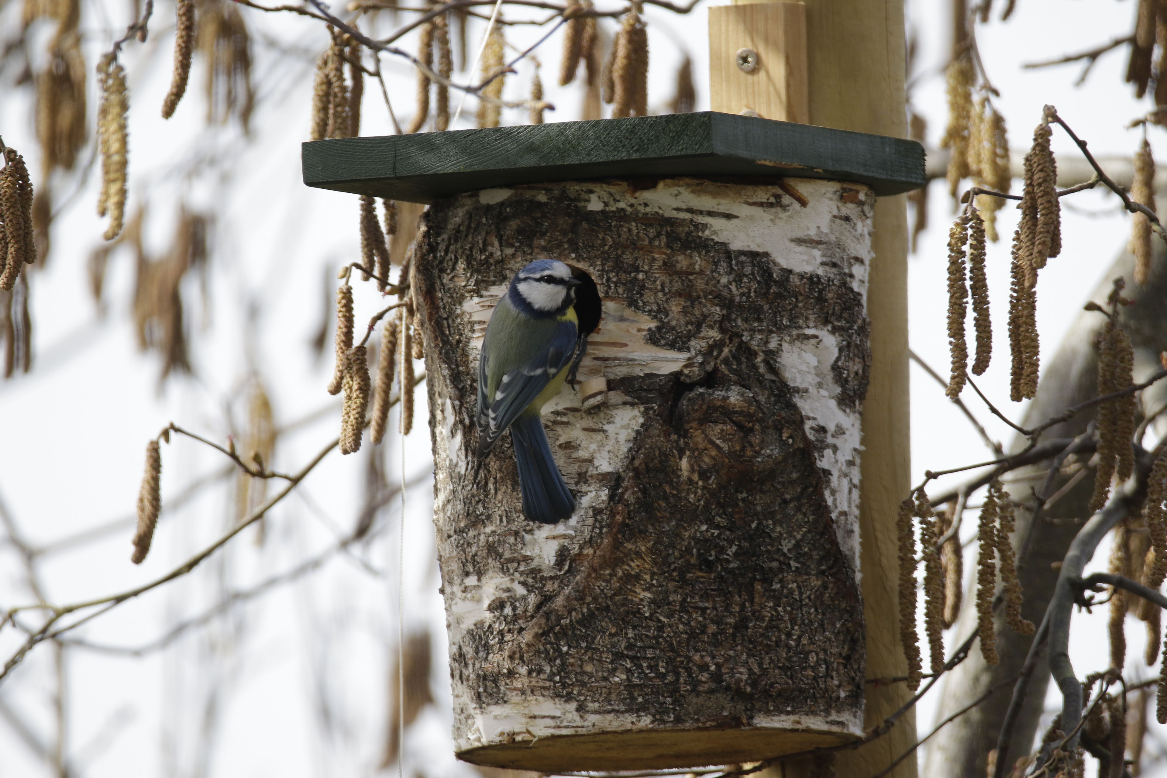 Foto: Michael Bangerter