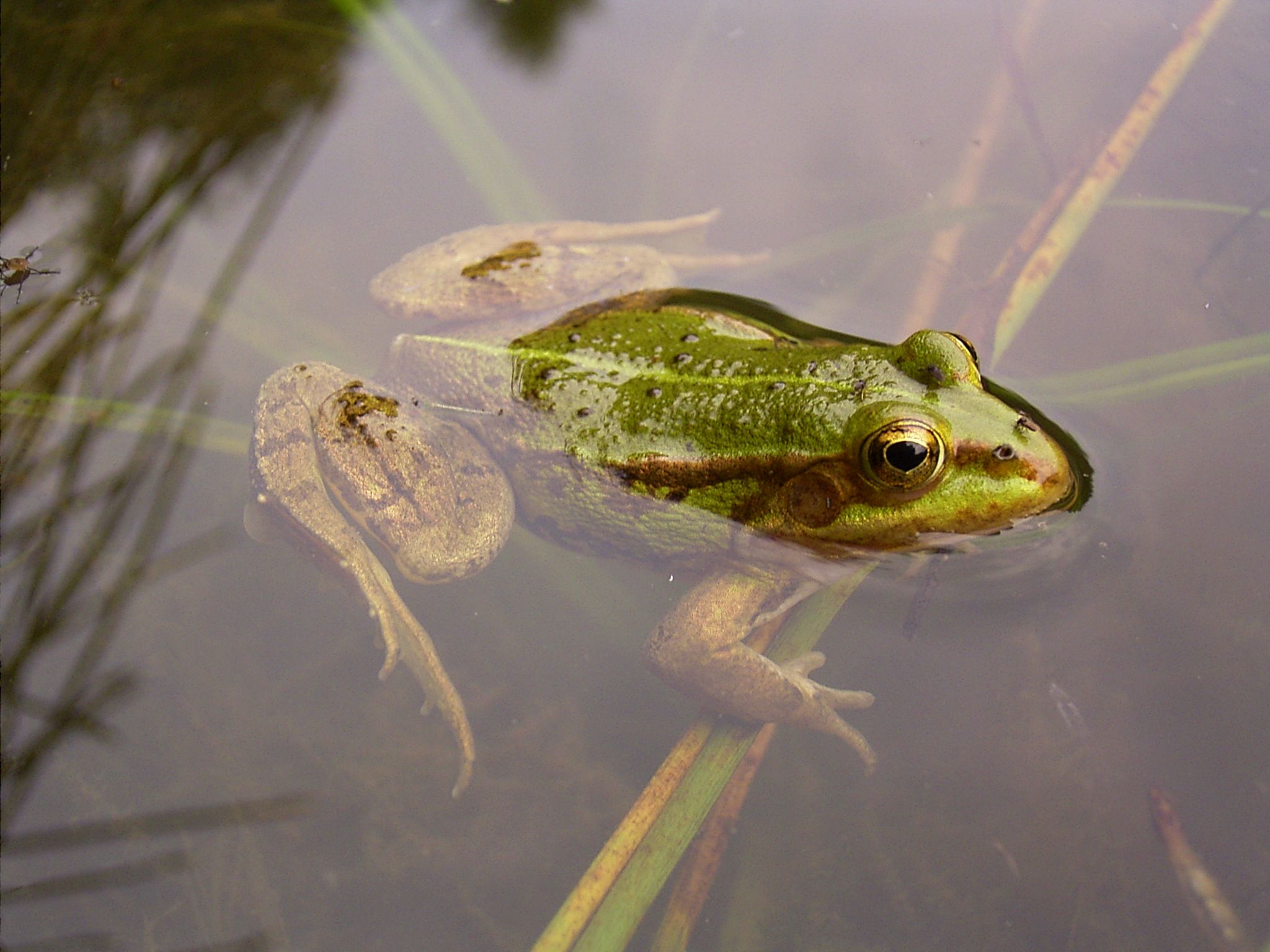 Kleiner Wasserfrosch - Foto: Dr. Zahn
