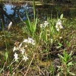 Fieberklee - Foto: Lucia Karrer