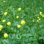 Trollblume - Foto: Lucia Karrer