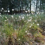 Wollgras - Foto: Lucia Karrer