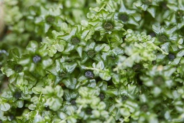 Wer findet das „Echte Sternmoos“ (Mnium stellare) in der Mulde? Wer findet das „Echte Sternmoos“ (Mnium stellare) in der Mulde?