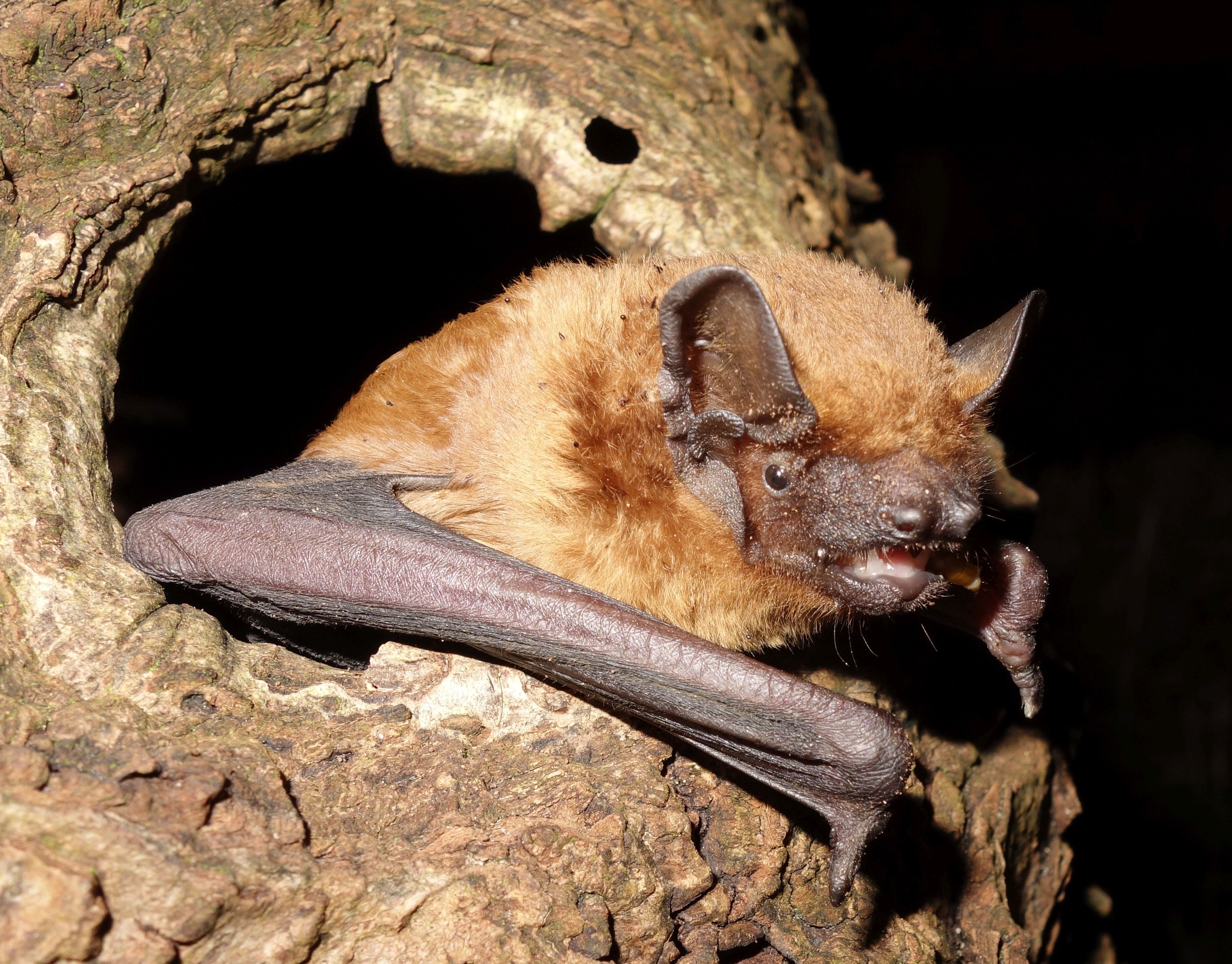 Eine Fledermaus der Art Großer Abendsegler (Foto Andreas Zahn)