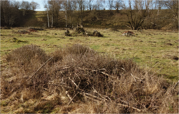 Hier entsteht ein dichtes Gebüsch, das von Eidechsen genutzt wird.