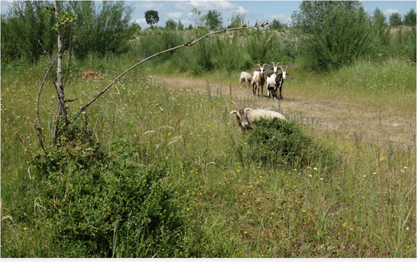 Heckenstrukturen in der BN-Kiesgrube und Ziegen im Pflegeeinsatz