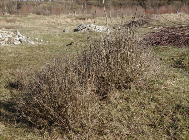 Stockausschläge des Ligusters bilden unters ständigem Ziegenverbiss dichte Vogelschutzgehölze etwa für die Dorngrasmücke. Aber auch junge Laubfrösche verstecken sich hier im Sommer. 