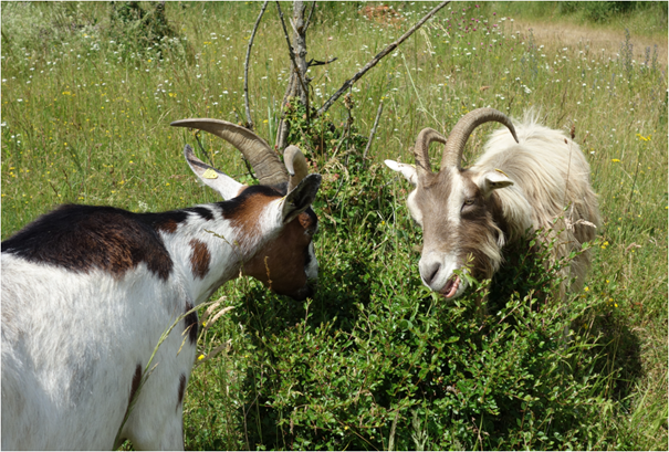 Ziegen bei der „Gehölzpflege“